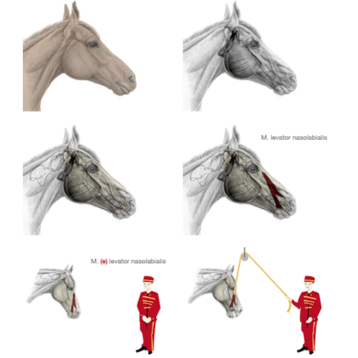 Pferdemuskulatur